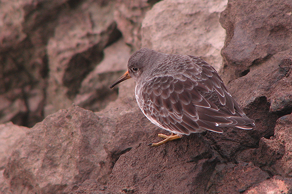 Purple Sandpiper